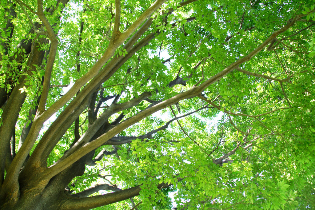 Linux kan inte lösa DNS: orsaker och lösningar